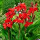 Канна (Canna)  	Giant Red