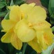 Канна (Canna)  	King City Gold