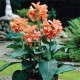 Канна (Canna) Tropical Sunrise