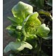 Морозник (Helleborus) argutifolius (corsicus)