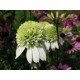Эхинацея (Echinacea) Alaska®