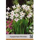 Ацидантера (Acidanthera)