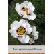 Пион деревовидный White