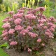 Седум (Sedum)	Matrona