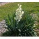 Юкка (Yucca)	filamentosa