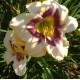 Лилейник (Hemerocallis) Raspberry Candy