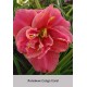 Лилейник  Congo Coral