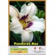 Лилейник  Pandora's Box