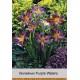 Лилейник  Purple Waters