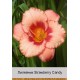Лилейник   Strawberry Candy
