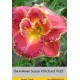 Лилейники  Susan Pritchard Petit