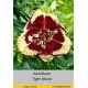 Лилейник  Tiger Blood