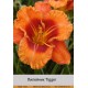 Лилейник  Tigger