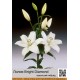 Азиатский гибрид  Bright Diamond