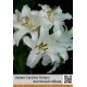 східний гібрид  гибрид Caroline Tensen