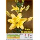 Азиатский махровый гибрид Fata Morgana