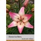 Азиатский гибрид  Ice Berry