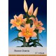 ОТ гибрид Orania