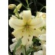 Тетраплоидная лилия Pearl White