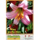 Трубчатая лилия Pink Perfection