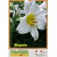 Трубчатая лилия Regale