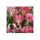 Видовая лилия Speciosum Rubrum 14/16