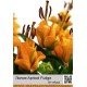 ЛА гибрид Apricot Fudge
