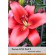 Азиатский гибрид AOA Red 3
