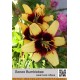 Азиатский гибрид  двухцветный Bumblebee