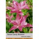 Азиатский гибрид  махровый Candy Blossom