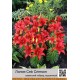 азиатский горшечный гибрид Ceb Crimson