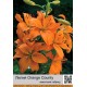 Азиатский гибрид Orange County