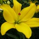 азиатский гибрид Yellow Cocotte