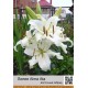 Восточный гибрид Alma Ata