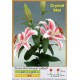 Восточный гибрид Crystal Star