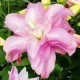  східний гІбрид махровий Lotus Spring