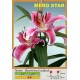 Восточный гибрид Mero Star