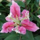 східний гібрид Parrot Pink Cariba