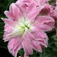 Східний гІбрид махровий Lotus Breeze