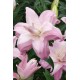  східний гІбрид махровий Lotus Queen