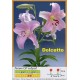 ЛО гибрид Dolcetto