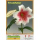 ЛО гибрид Triumphator