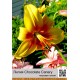 Тигровый гибрид Chocolate Canary