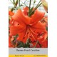 Тигровый гибрид Pearl Caroline