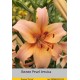 Тигровый гибрид Pearl Jessica