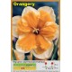 Разрезнокорончатый нарцисс Orangery