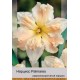 Нарцис Palmares