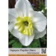 Бабочковидный нарцисс Papillon Blanc