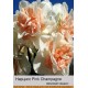 Махровый нарцисс Pink Champagne