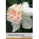 Нарцис махровый Rosy Cloud